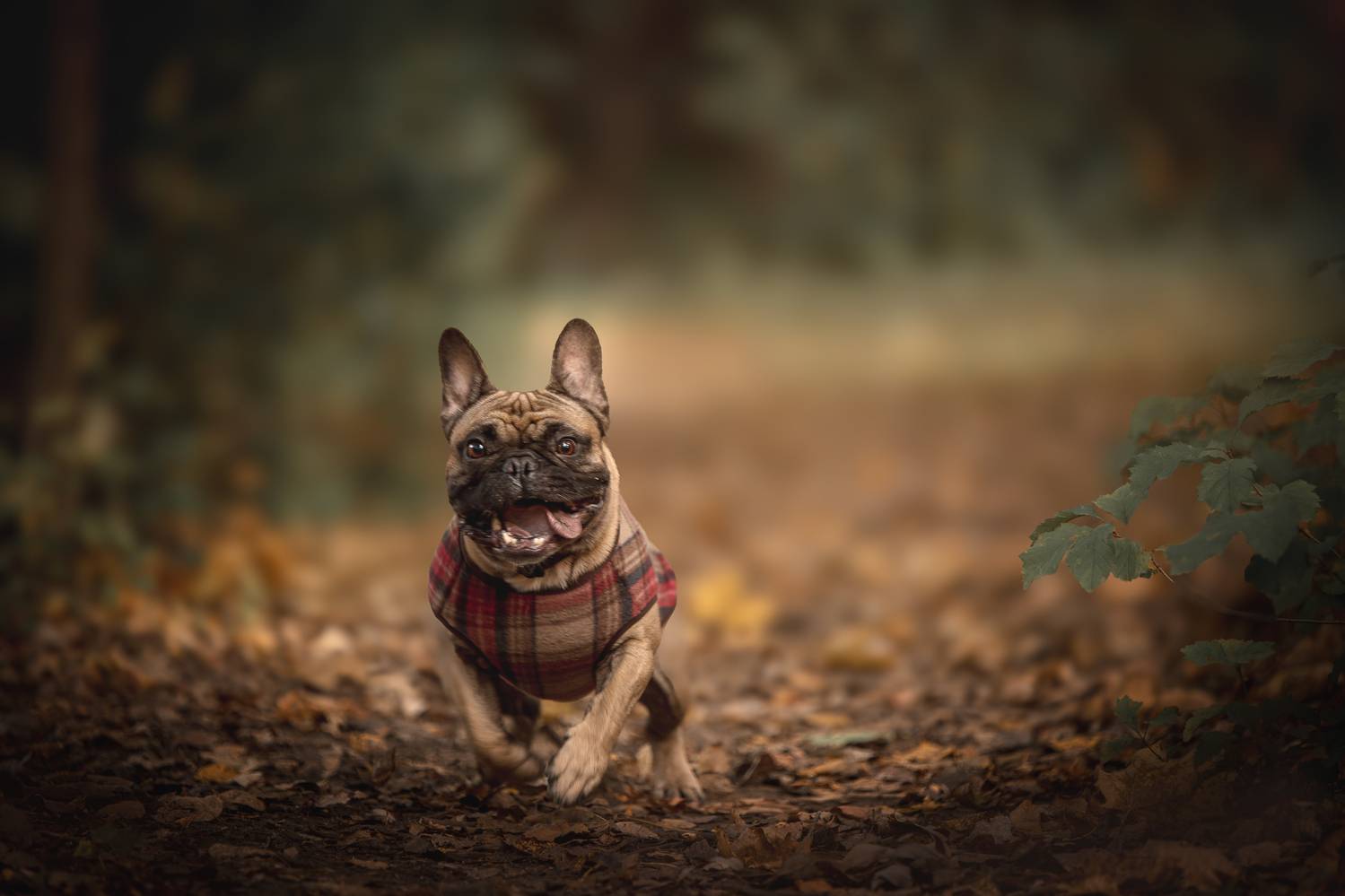 , Елена Самусенкова