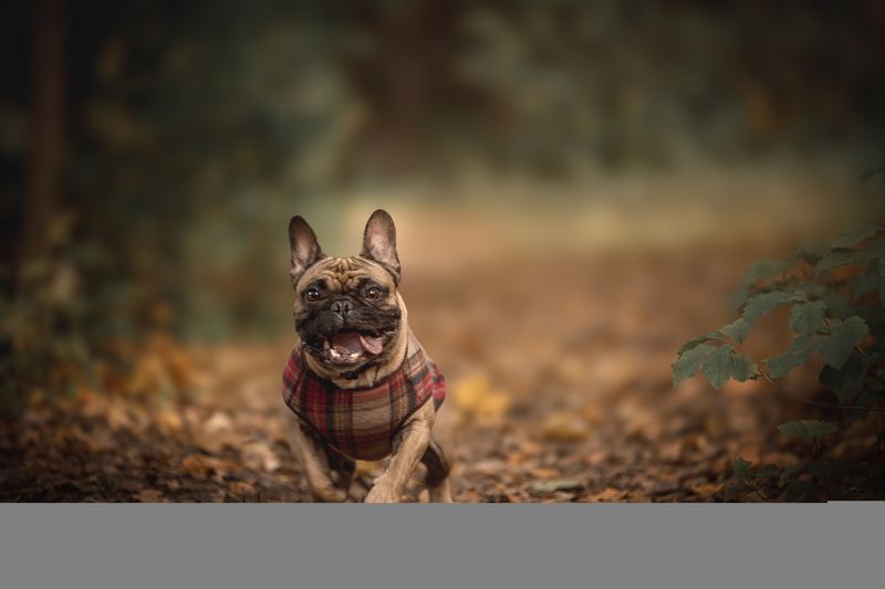 Нильс фото превью