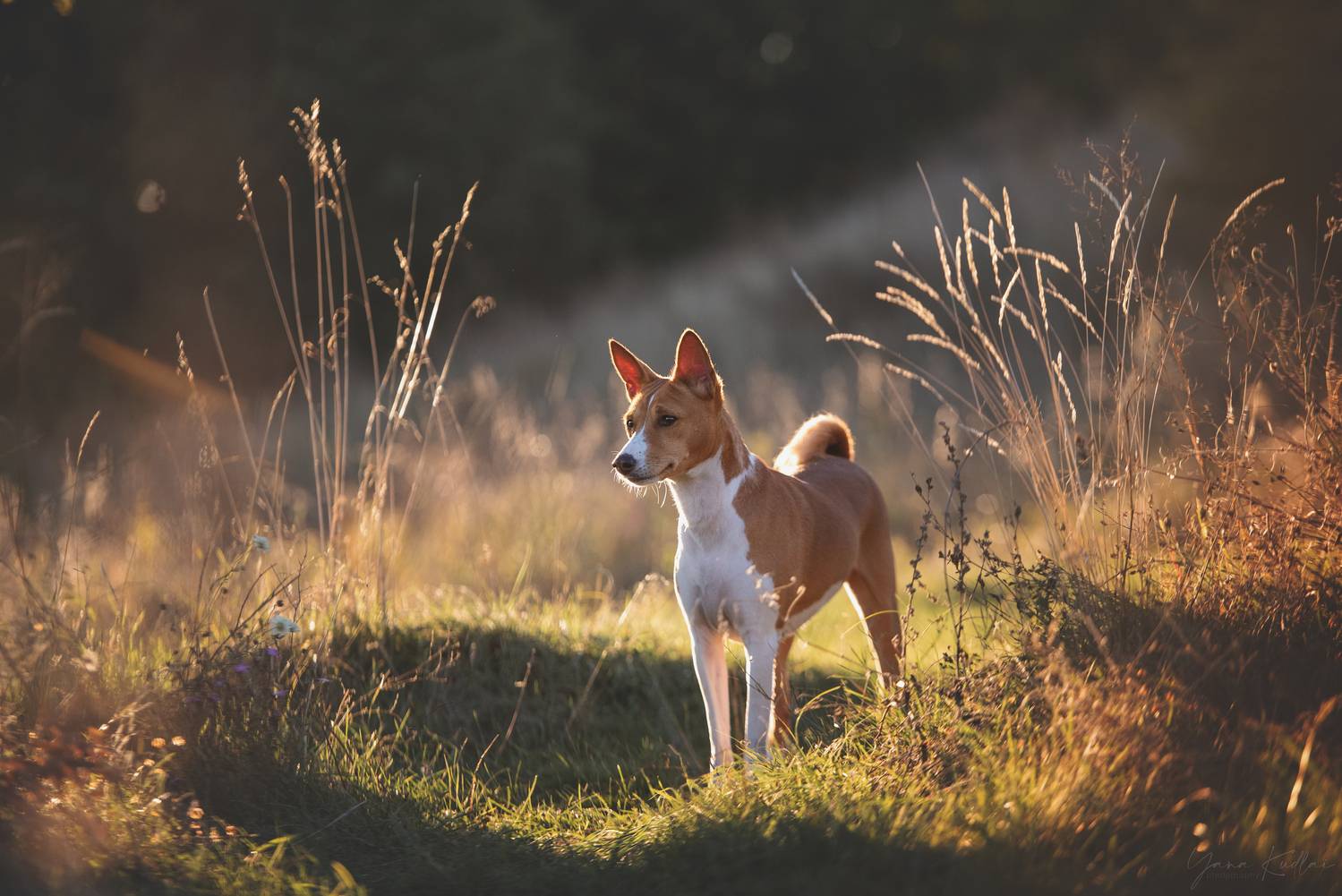 , Кудлай Яна