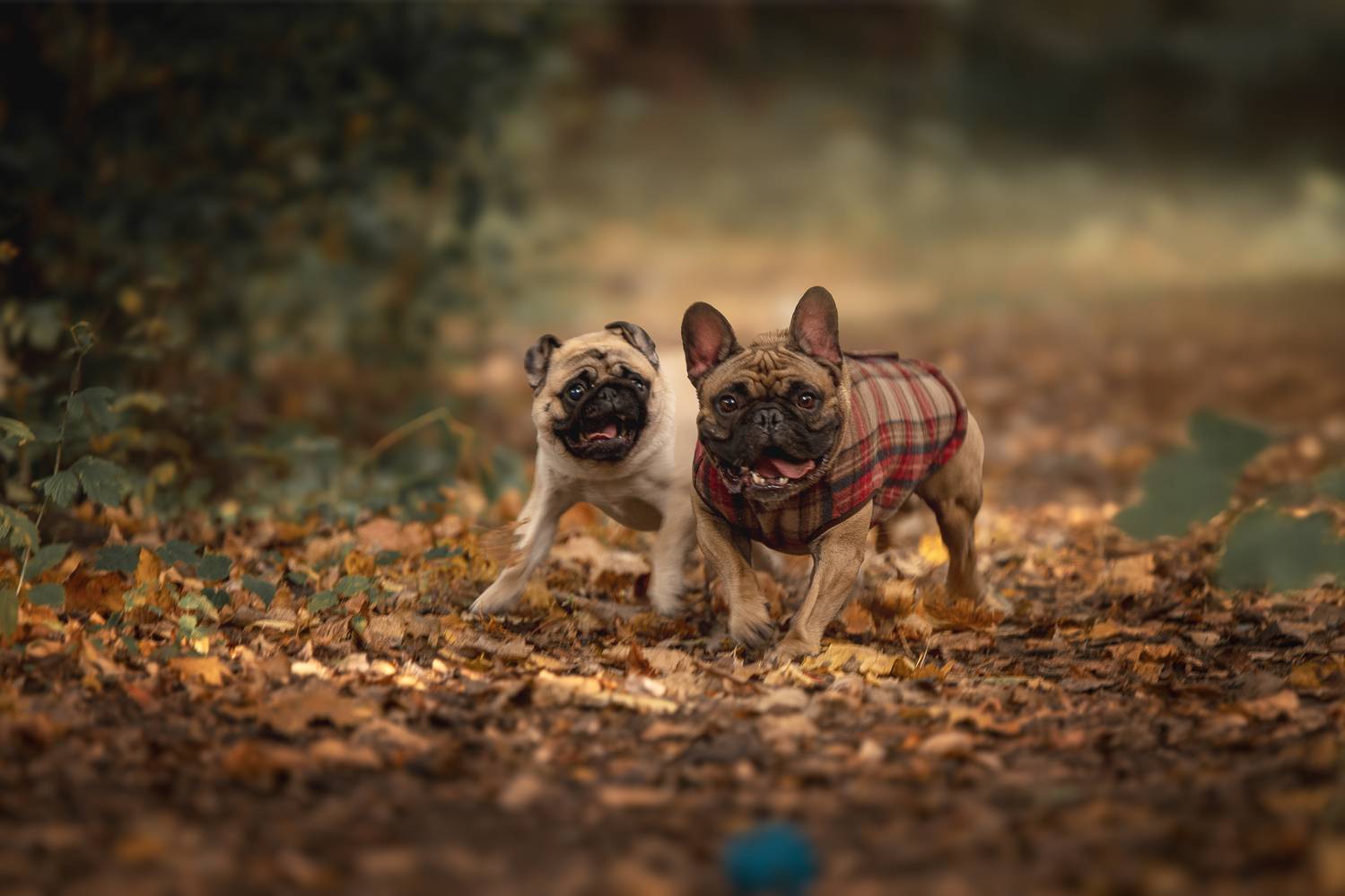 , Елена Самусенкова