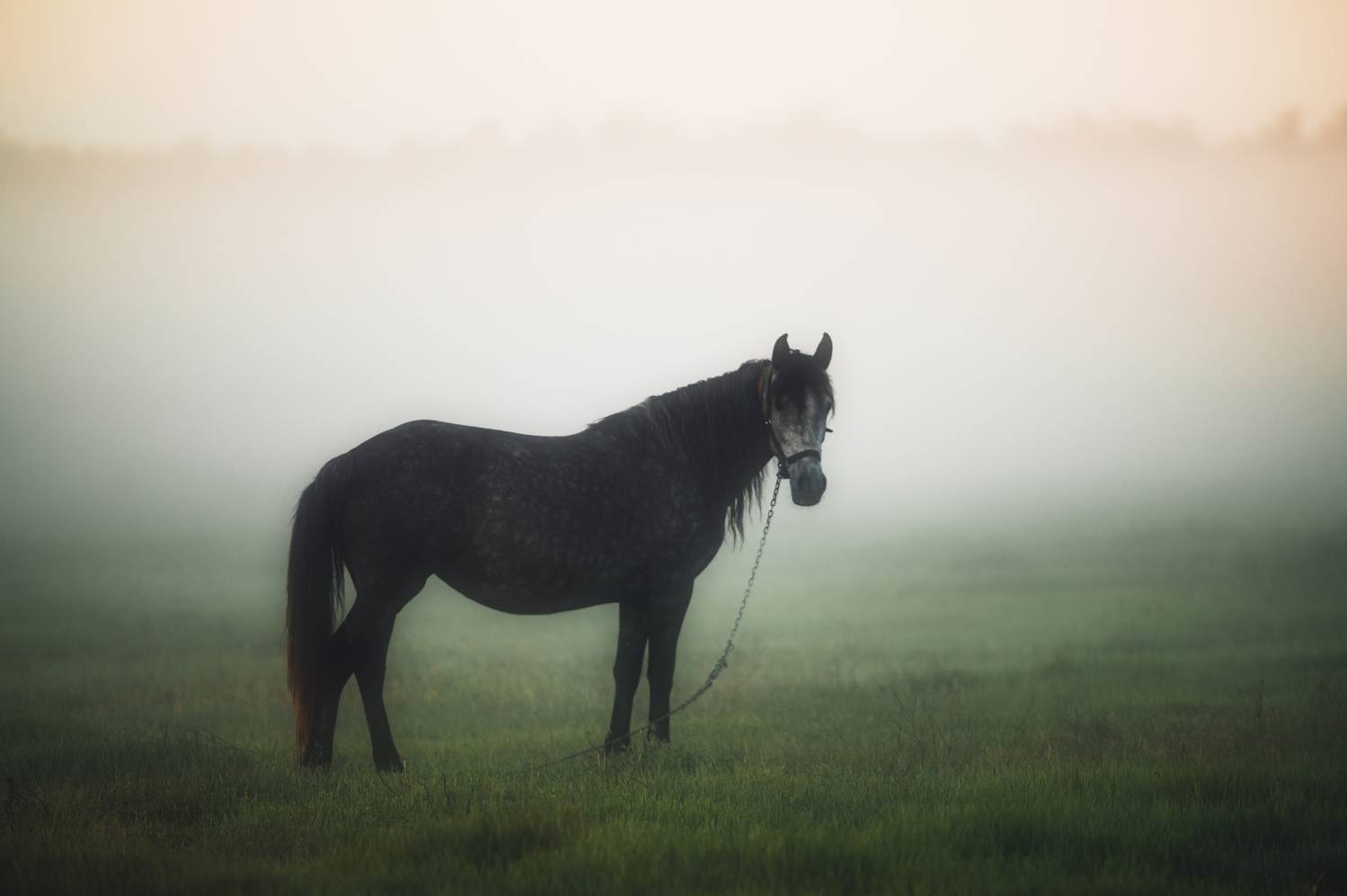 лошадь, туман, рассвет, поле, утро, спокойствие, природа, одинокая лошадь, животные, мистический пейзаж, утренний свет, пастораль, гармония, минимализм, фотография с атмосферой, horse, fog, morning, mist, nature, landscape, Oleg Suhenсo