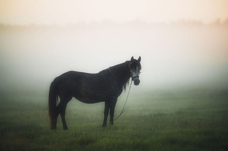 лошадь, туман, рассвет, поле, утро, спокойствие, природа, одинокая лошадь, животные, мистический пейзаж, утренний свет, пастораль, гармония, минимализм, фотография с атмосферой, horse, fog, morning, mist, nature, landscape Лошадь в утреннем тумане фото превью