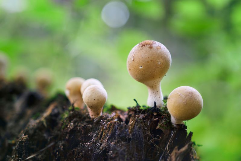 Грибочки фото превью