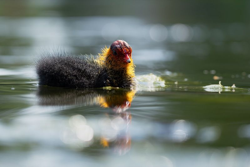 птицы, лысуха, птенец, лысенок, лысята  фото превью