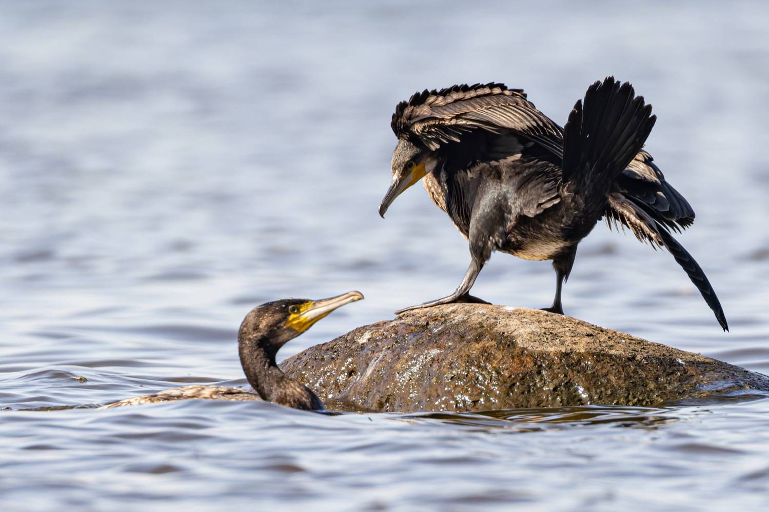баклан, закат, финский залив, птицы, Ruslan Pl