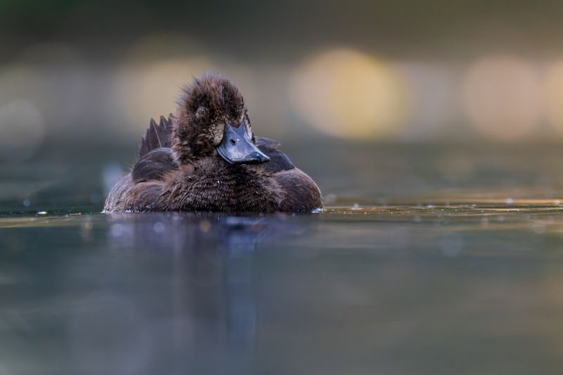 хохлатая чернеть, утка, нырок, птицы, пруд, утенок Сладкий сон фото превью