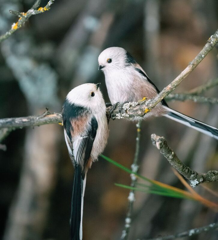 Парочка фото превью