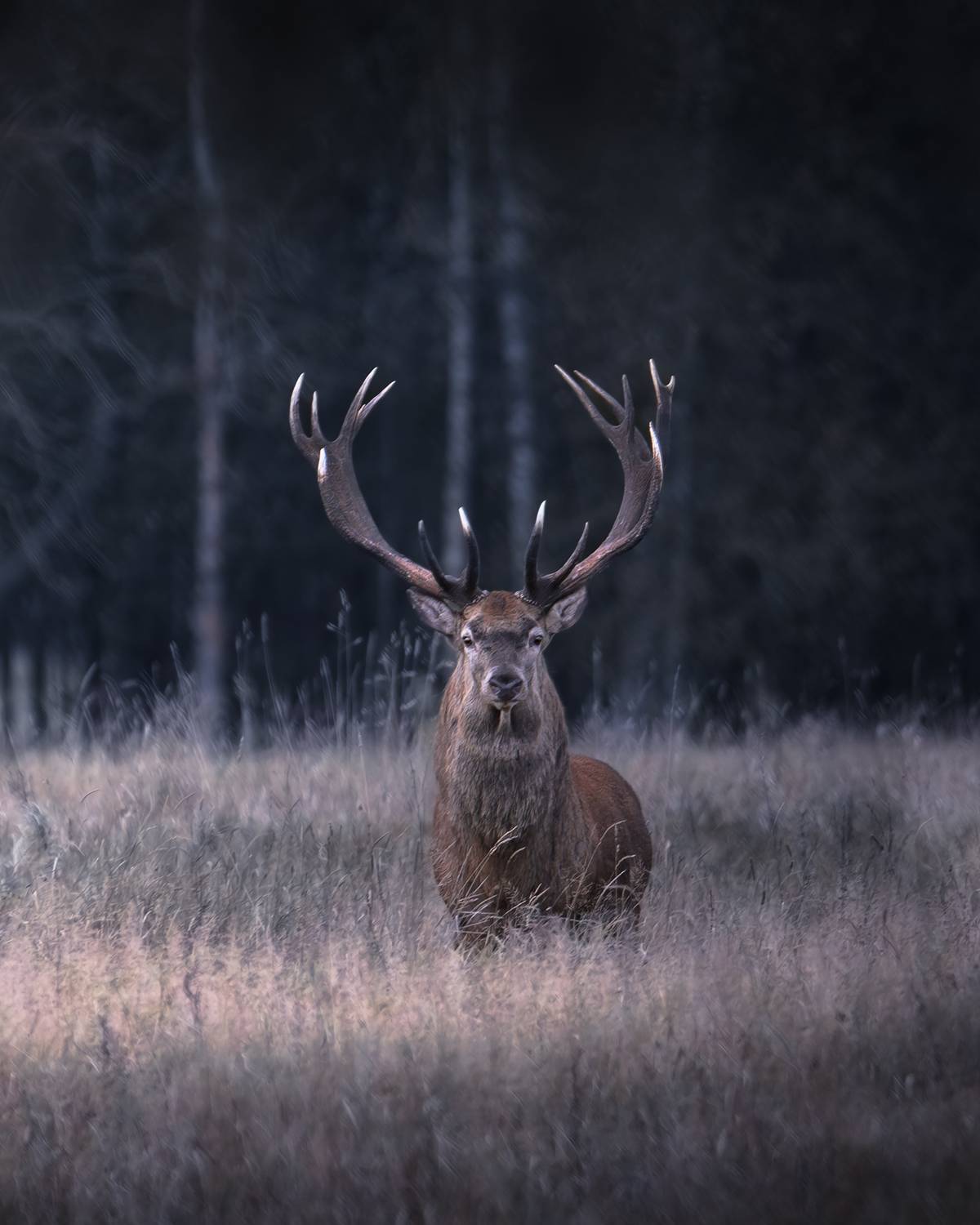 , Фабричный Роман