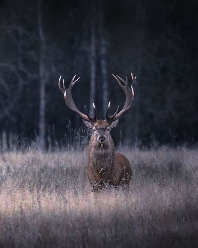 Благородный* фото превью