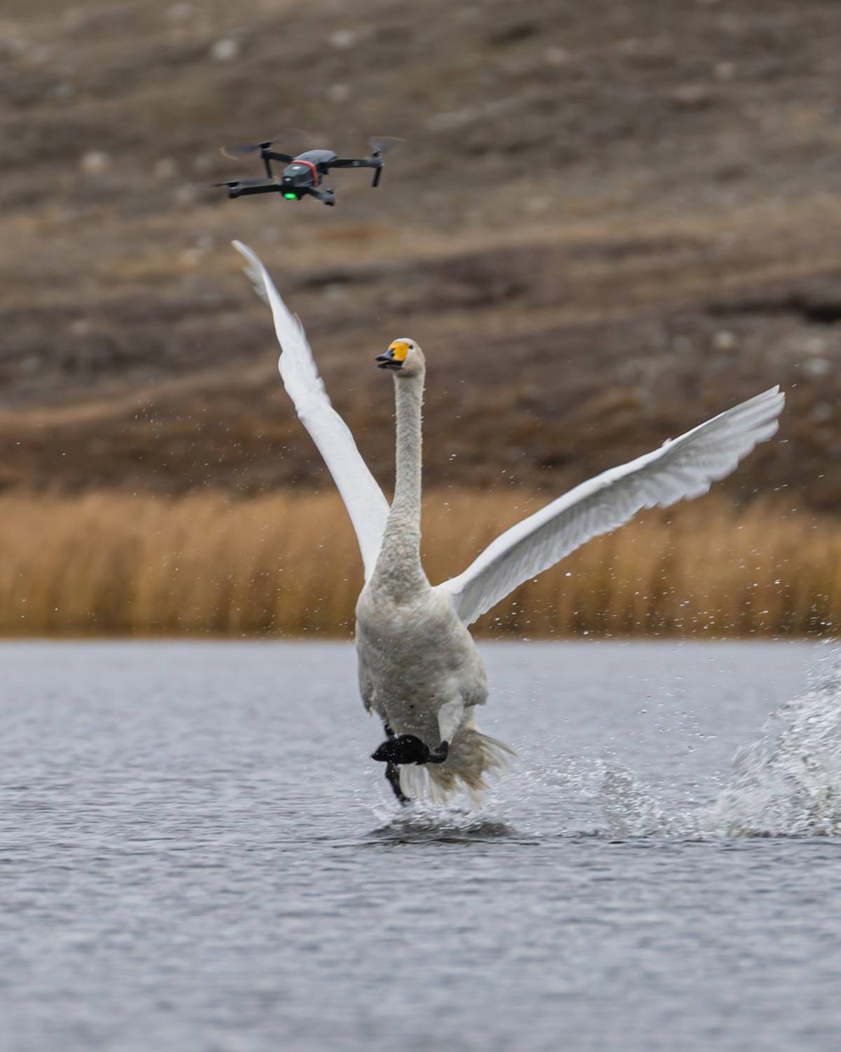 лебедь, лебедь кликун, лебедь-кликун, алтай, птицы, Ruslan Pl