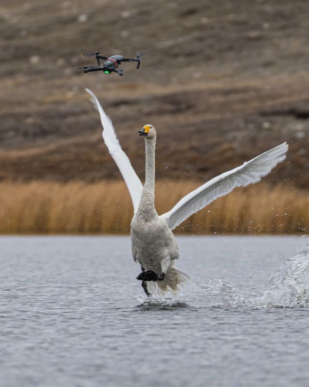 лебедь, лебедь кликун, лебедь-кликун, алтай, птицы Встреча двух птиц фото превью