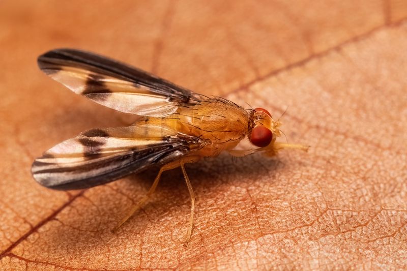 макрофото, макрофотографии, фотомакро, насекомые, макромир, макрофотограф, макроаддикт, макро_мир, naturelovers, naturelover, naturephotography, macrolove, macro_love, biodiversity, macrophotography, macro, macronature, entomology, arthropods, arthropod,  Toxonevra superba фото превью