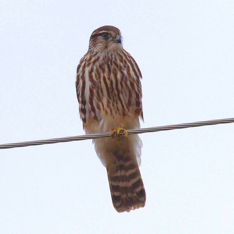 Дербник фото превью