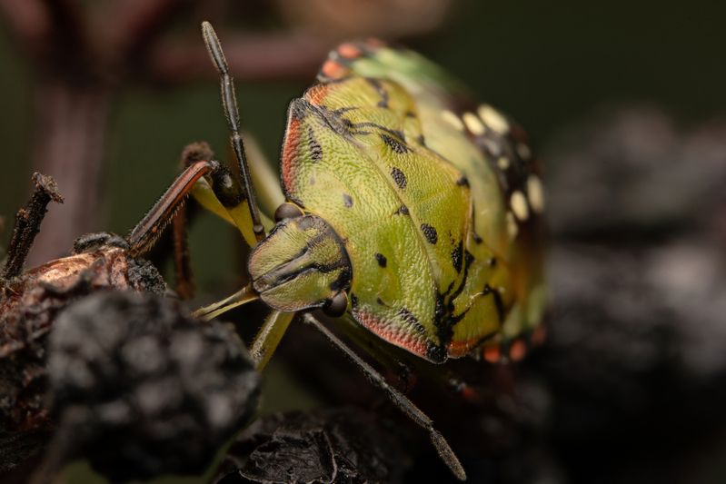 Nezara viridula фото превью