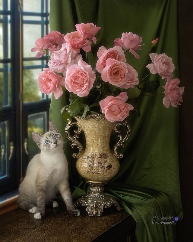 букеты, розы, цветы, животные, котики, котонатюрморт,  Цветы моей жизни фото превью