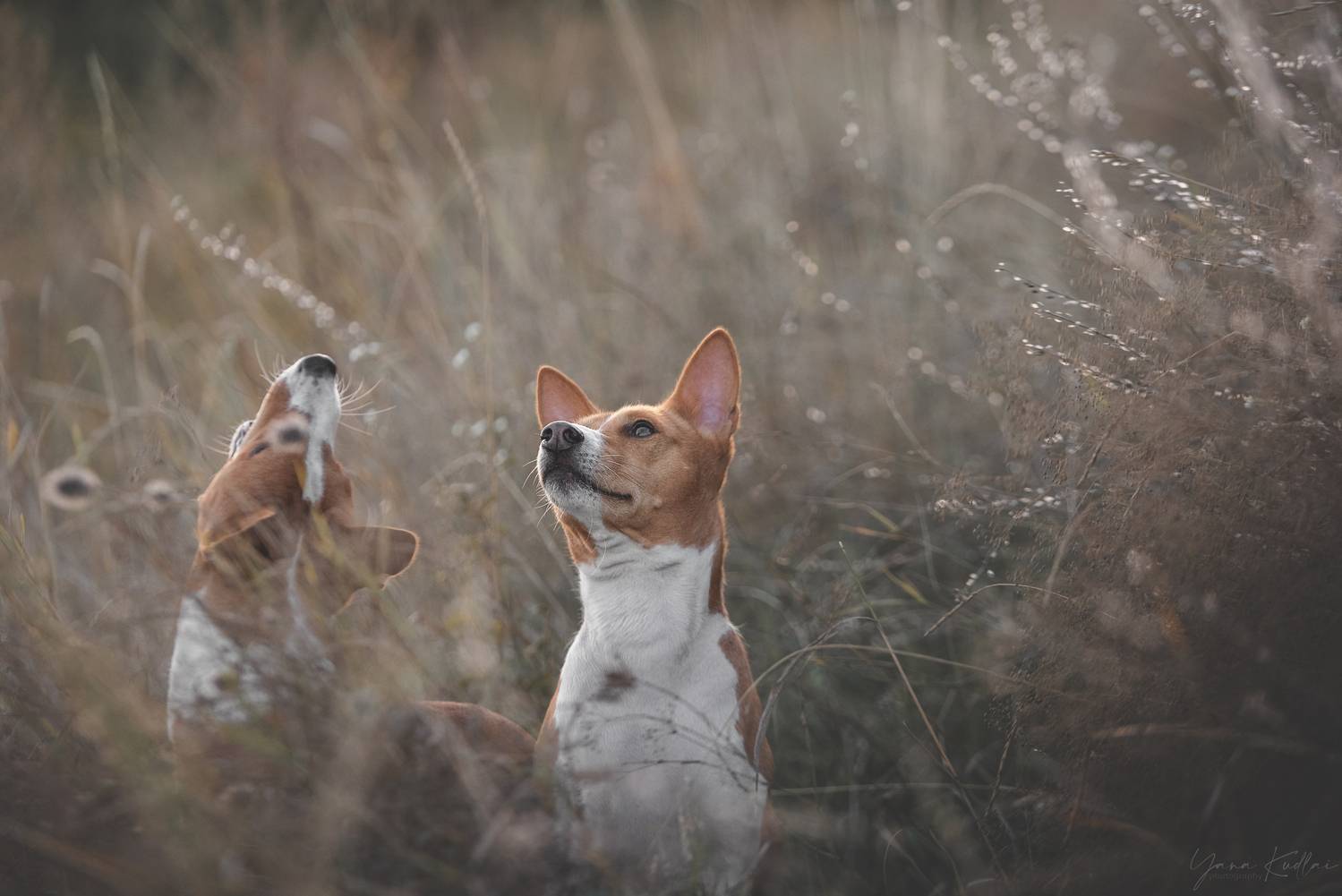 , Кудлай Яна