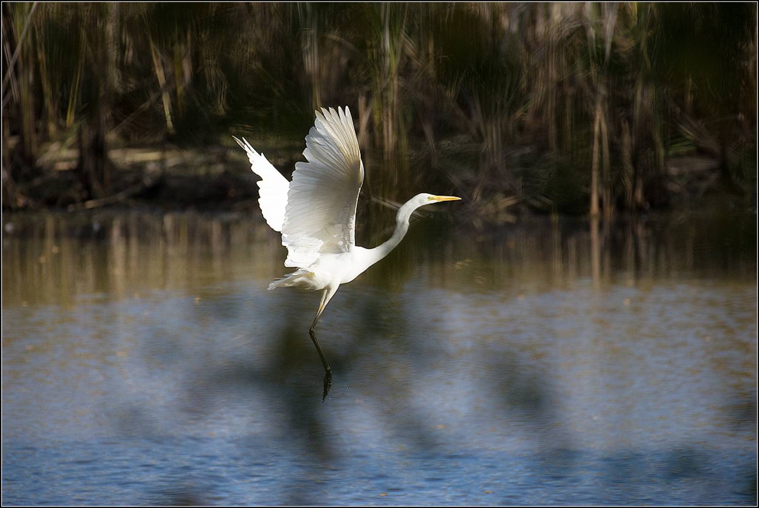 москва, сентябрь, парк, птица, АНАТОЛИЙ ДОВЫДЕНКО