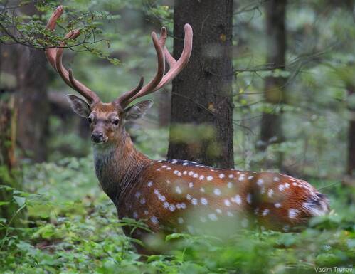 Пятнистый олень