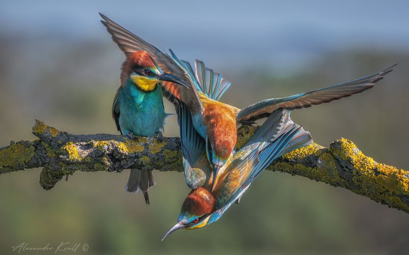 щурка, золотистая щурка, пчелоедка, merop apiaster Изгнание фото превью