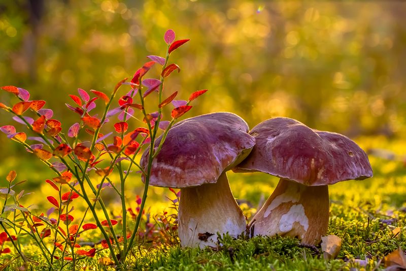 .... фото превью