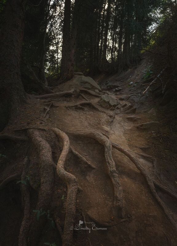 лес тропы пейзаж сумерки Лесные тропы... фото превью