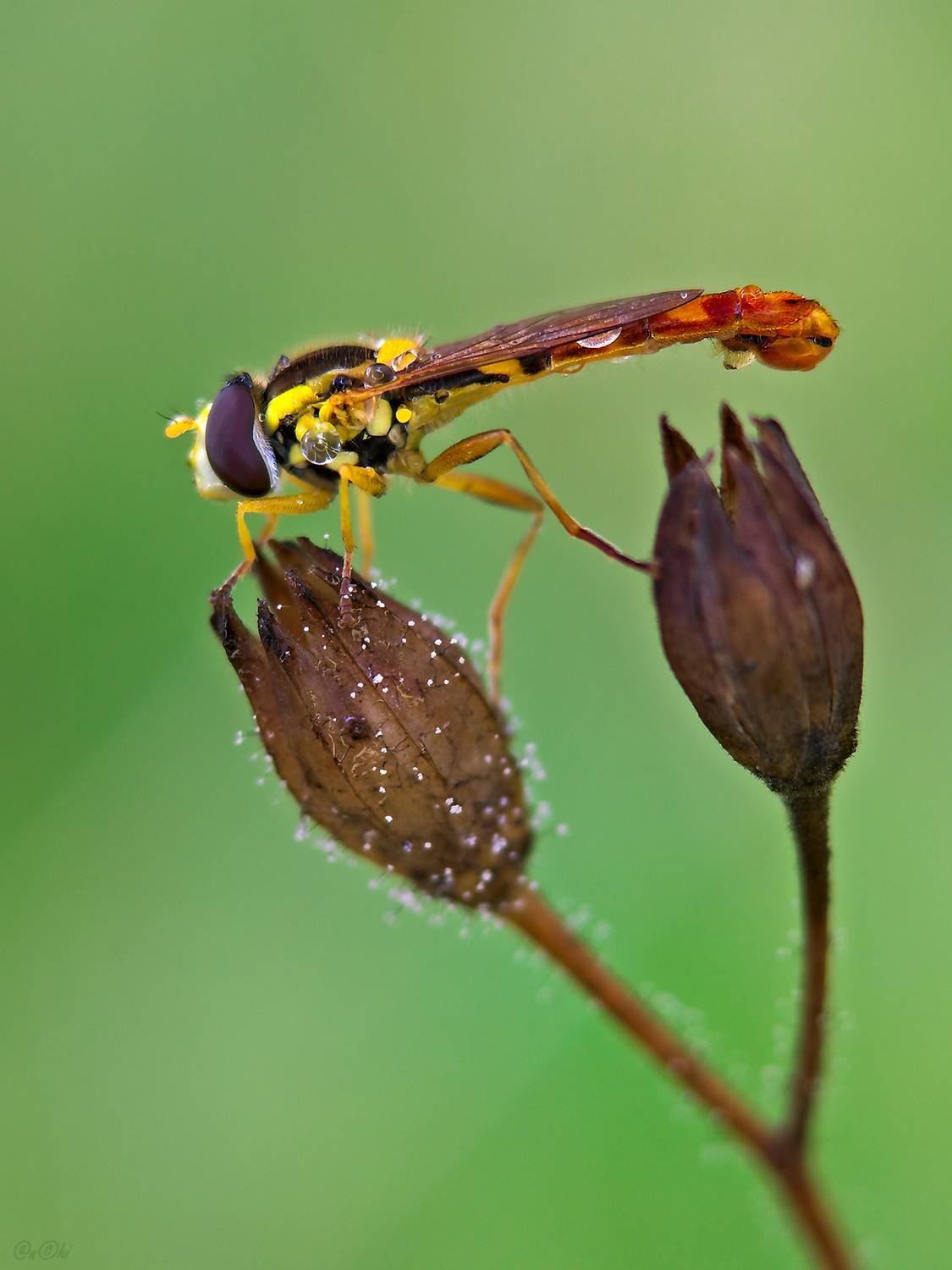 муха журчалка, Чи. Анатолий