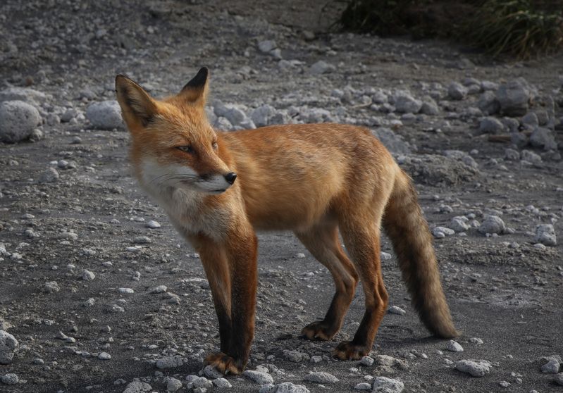 Осмотр владений фото превью