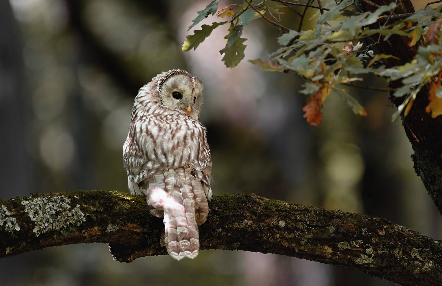 , Ширяев Константин