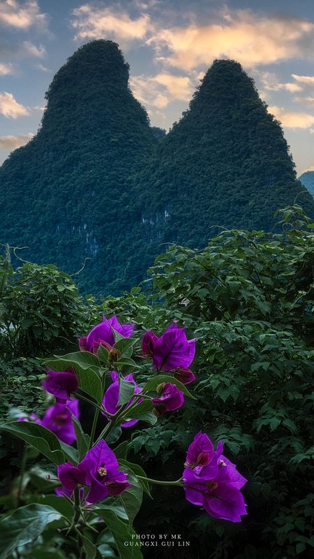 Guilin Purple Melody фото превью