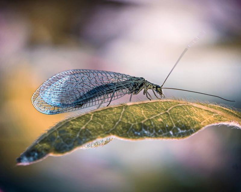 Нежная златоглазка фото превью