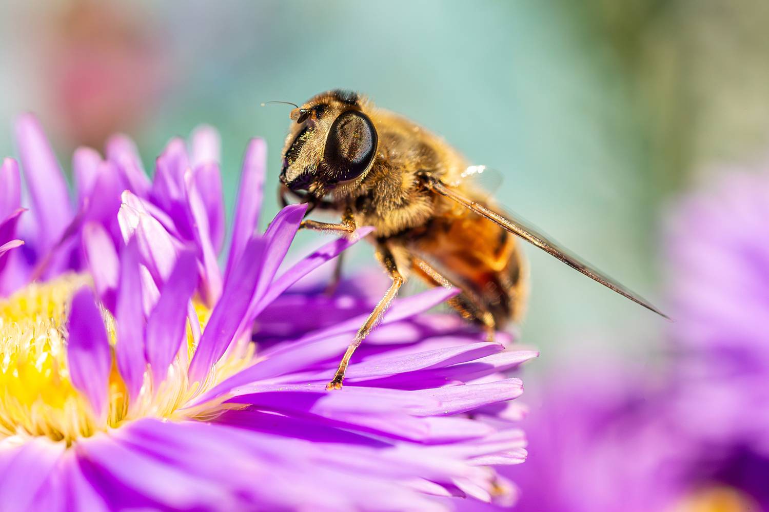, Корнеев Алексей