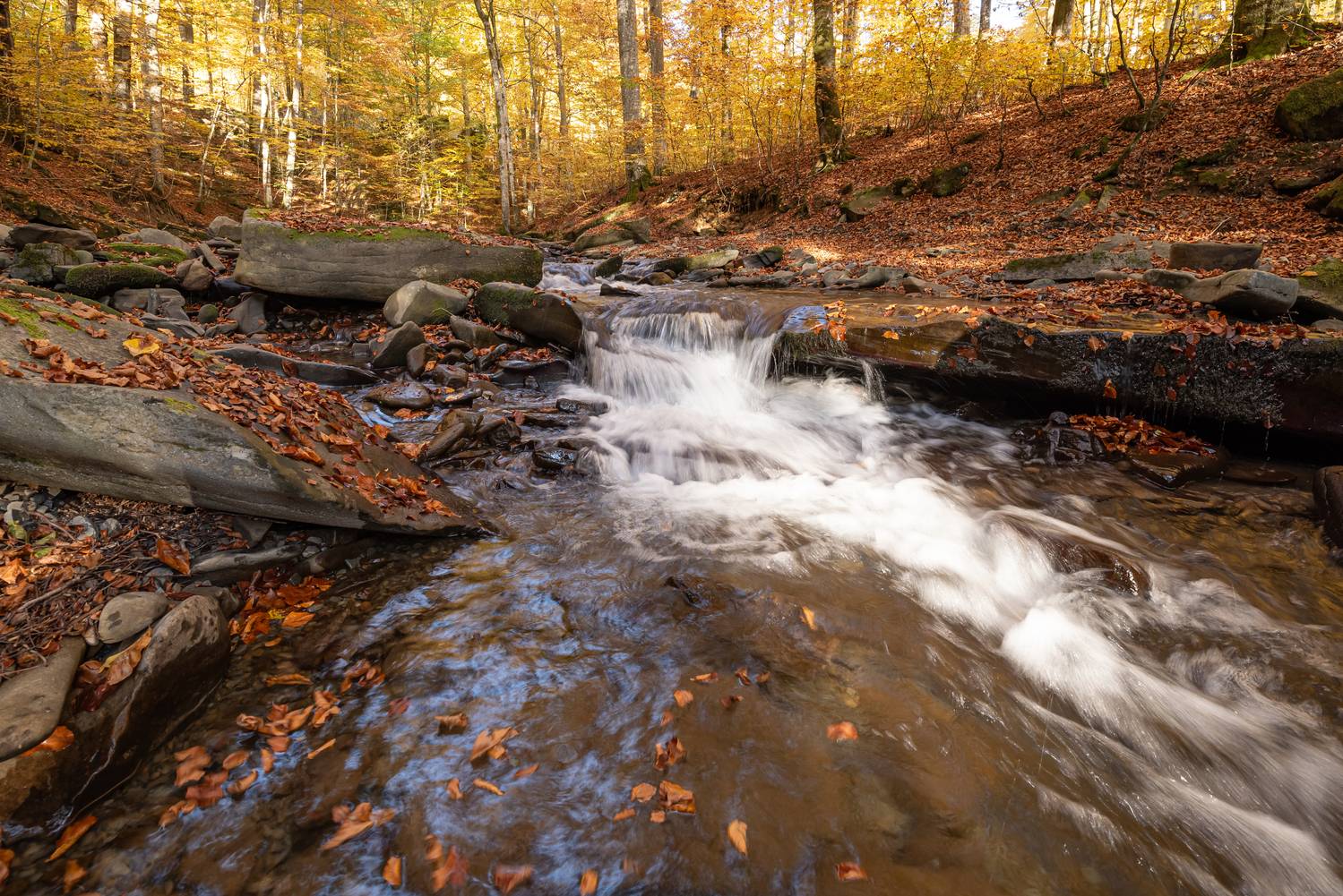 лес, река, листопад, осень, Степанова Татьяна