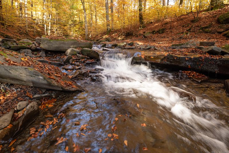 лес, река, листопад, осень Осенняя магия фото превью