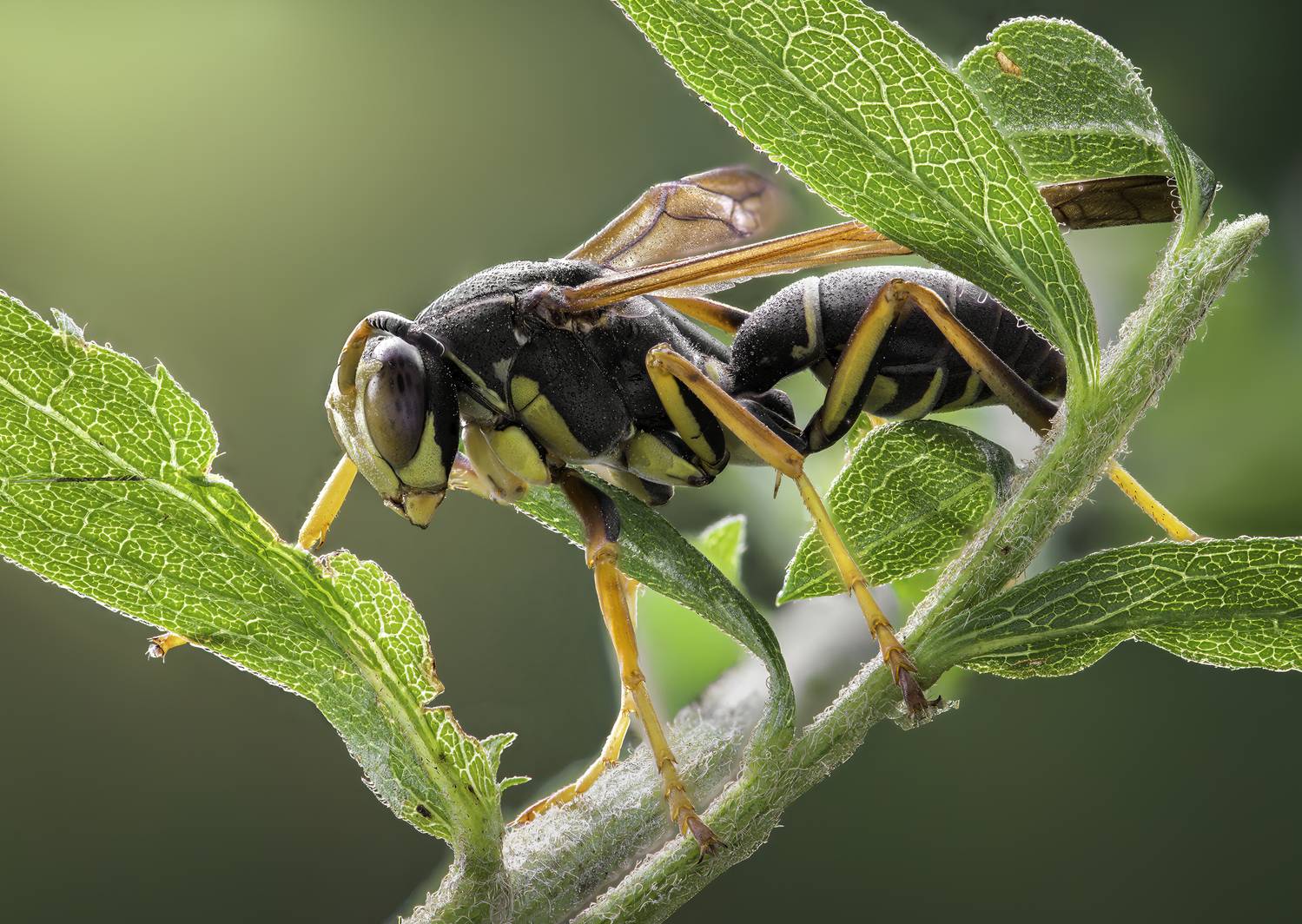 wasp, insect, macro, nature, wild, insects, bee,, Atul Saluja