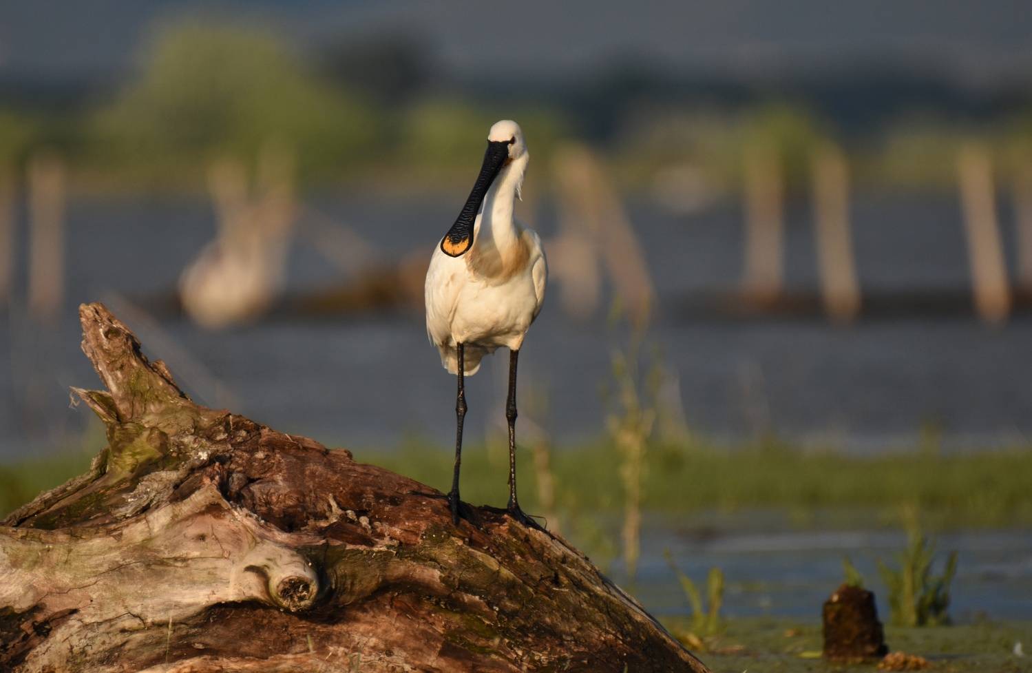 , Герчев Николай