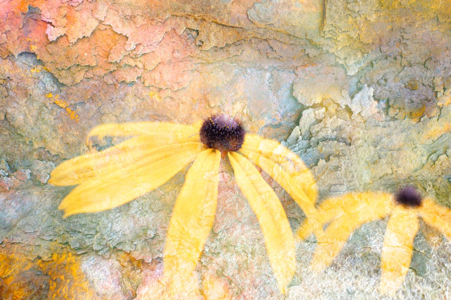 close-up, Копцев Игорь