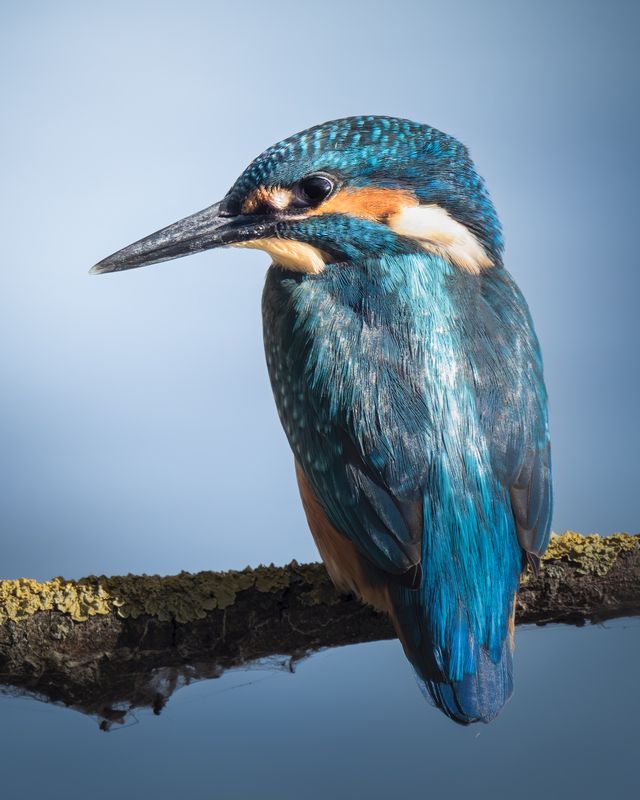 Обыкновенный зимородок (Alcedo atthis)  фото превью