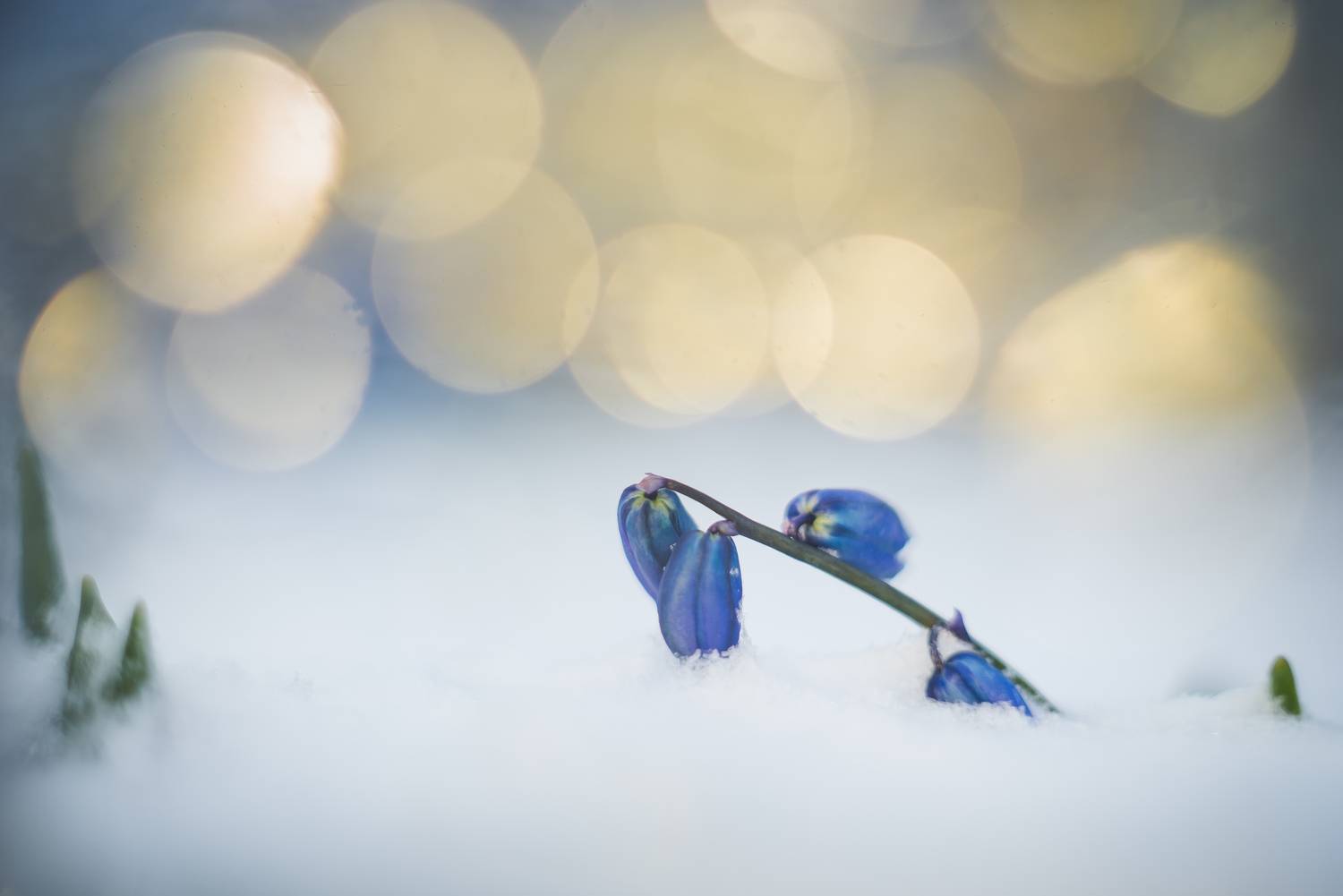пролеска, боке, Соварцева Ксения