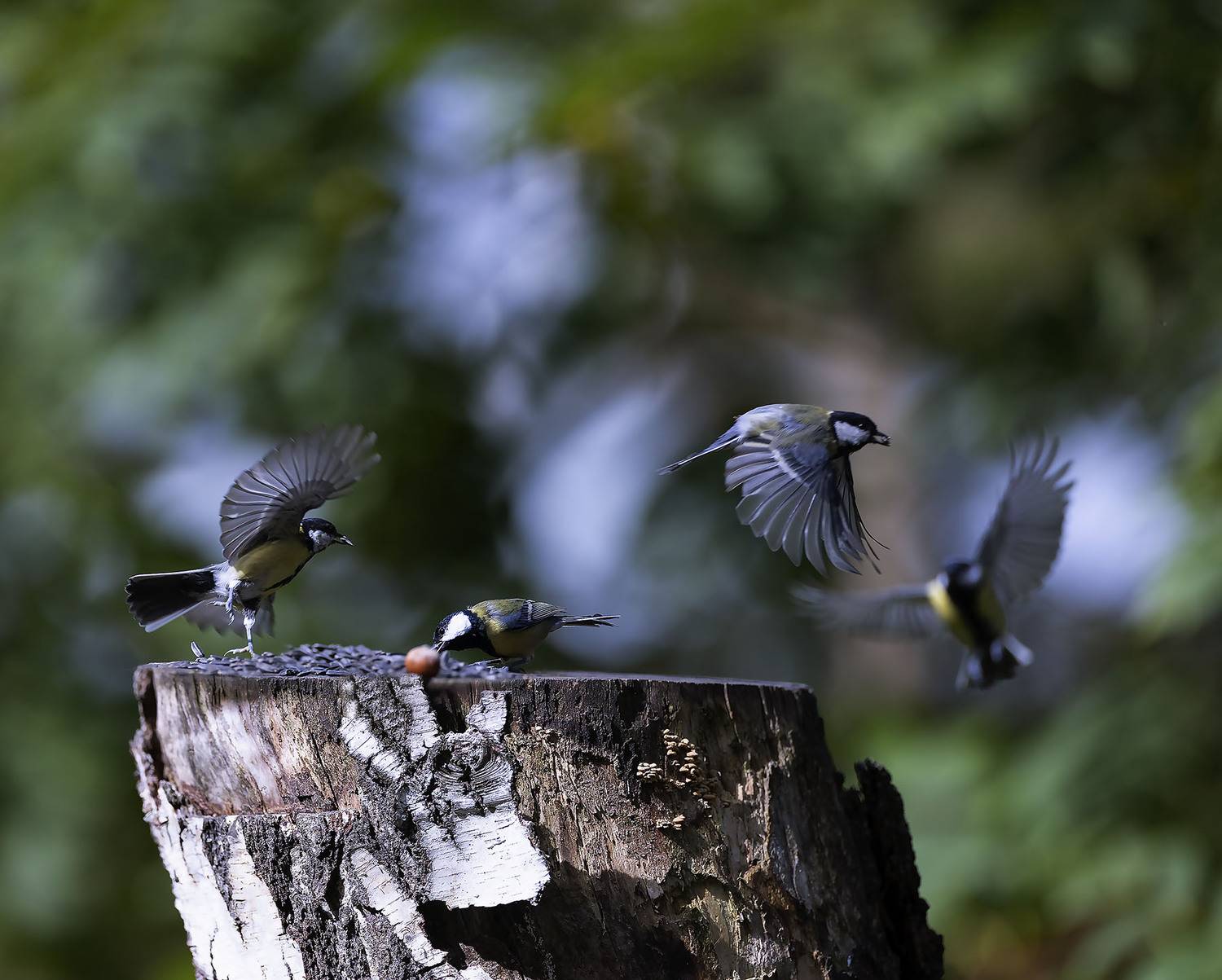 птицы, синицы, переполох, birds, forest,movement ,nature, Юлия Стукалова