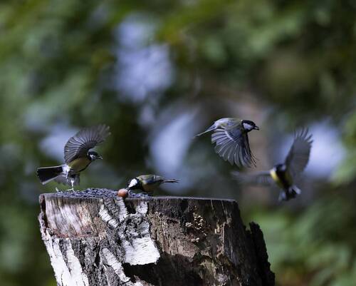 Синичий переполох