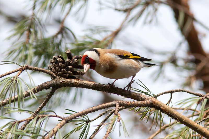 Щегол при шишке фото превью