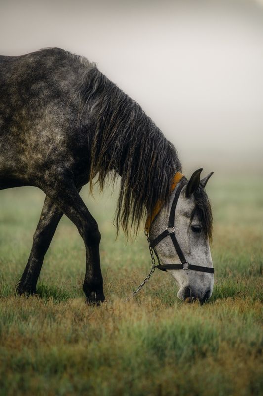 лошадь, конь, животное, природа, утро, рассвет, туман, пастбище, трава, еда, корм, мир, спокойствие, красота, крупный план. Утренняя трапеза фото превью
