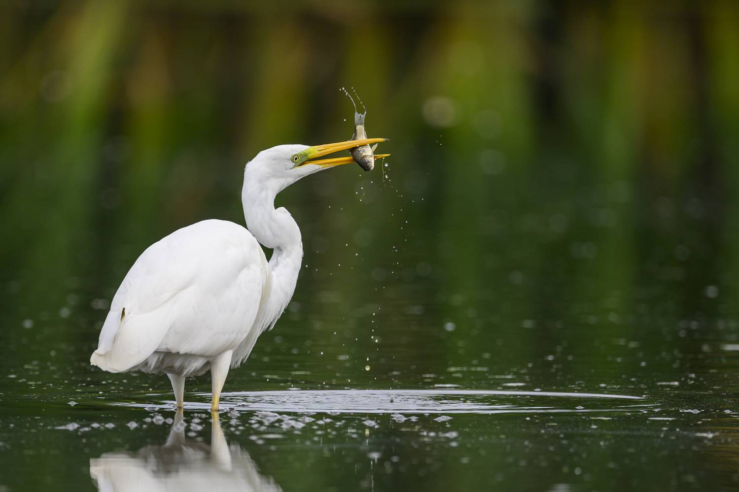 , Пупонин Сергей