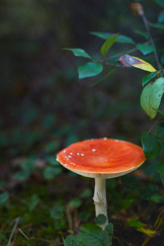 Мухоморчик фото превью