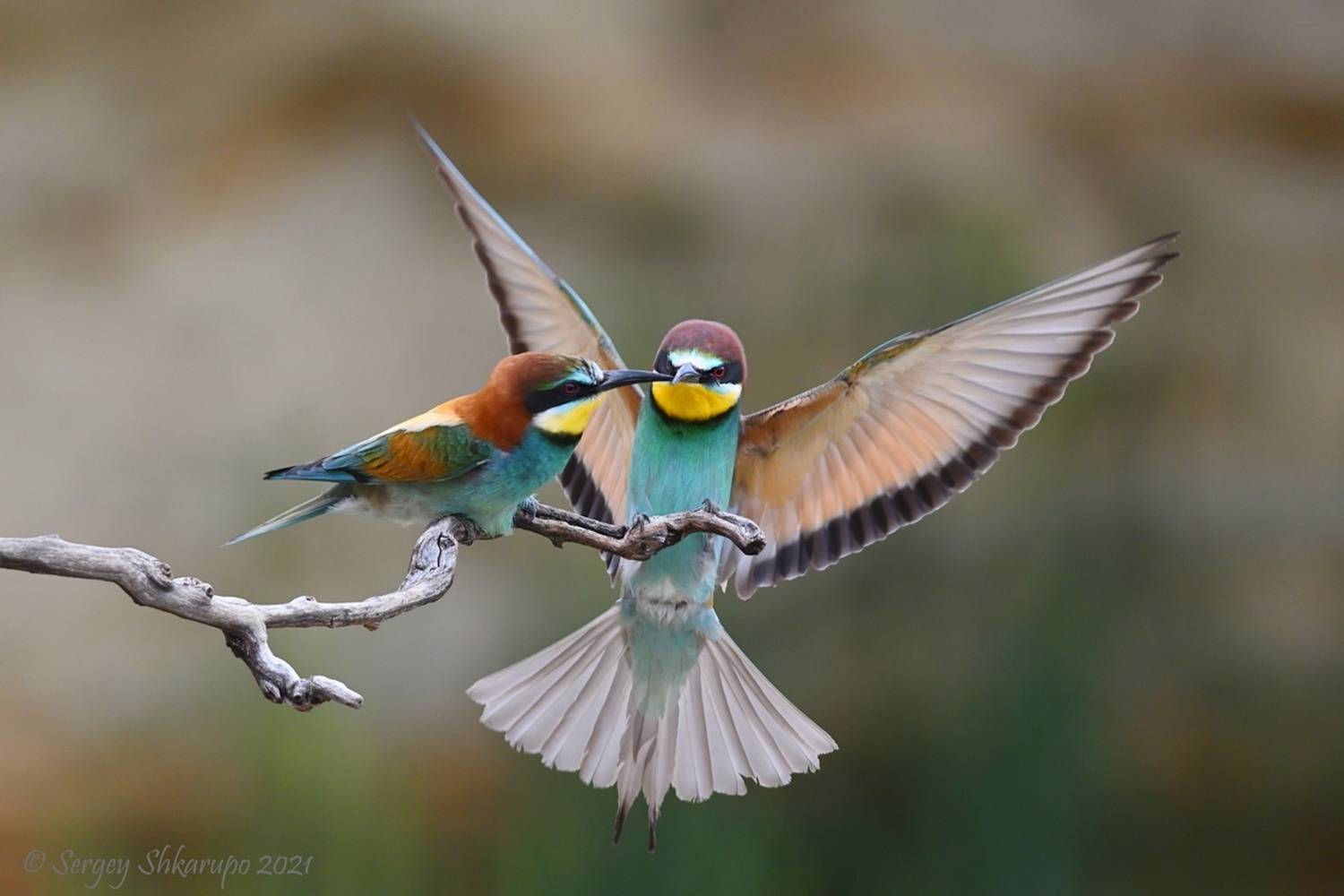 Золотистые щурки, Сергей Шкарупо