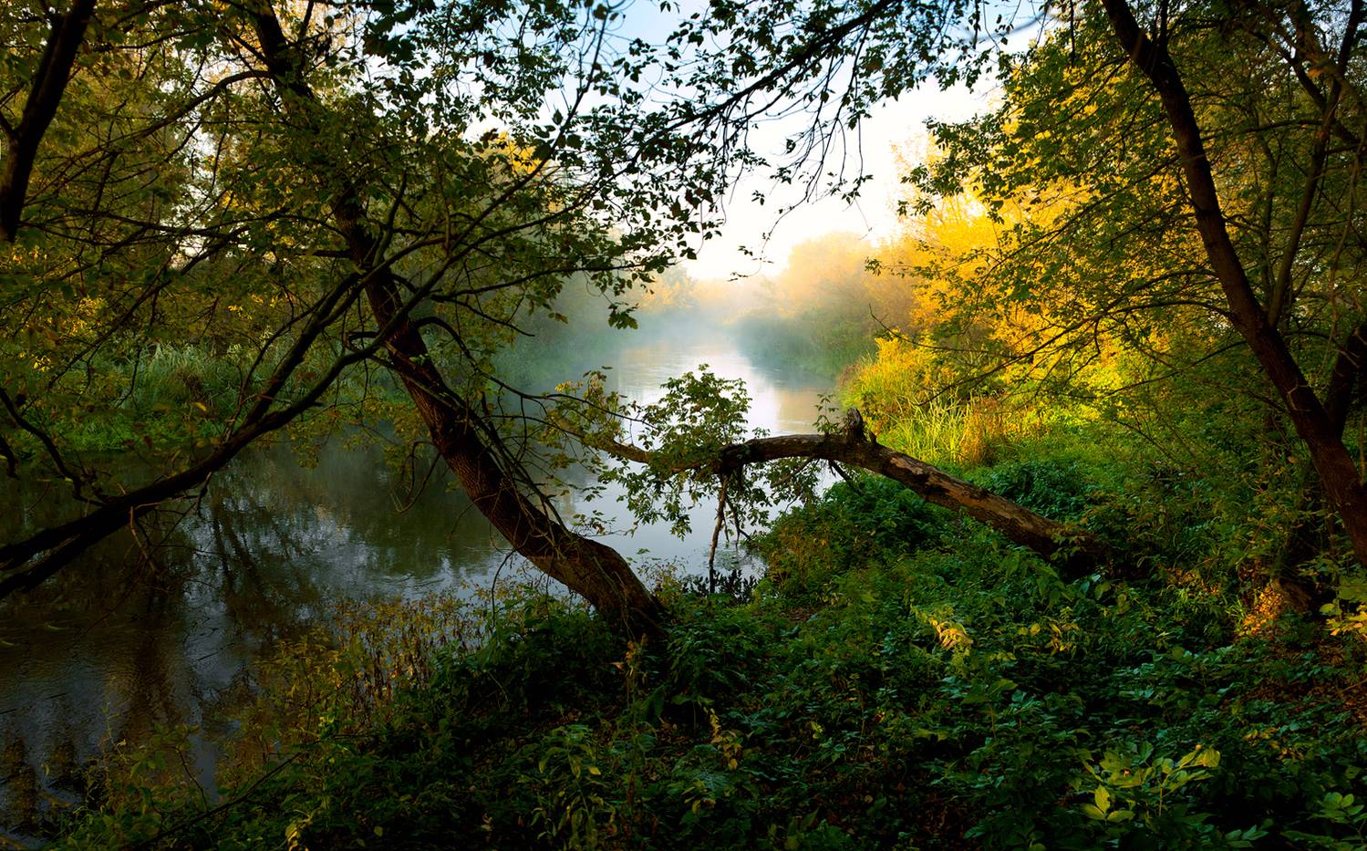 тихая сосна, дивногорье, лиски, утро, Рукин Иван