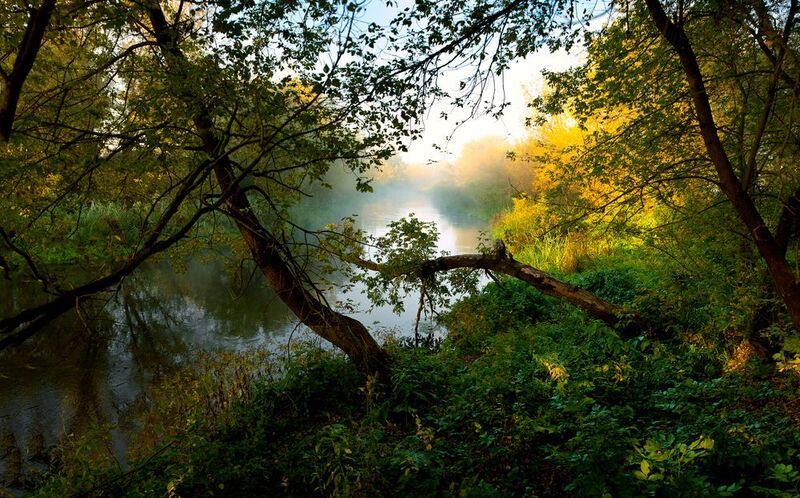 тихая сосна, дивногорье, лиски, утро Тихая сосна фото превью