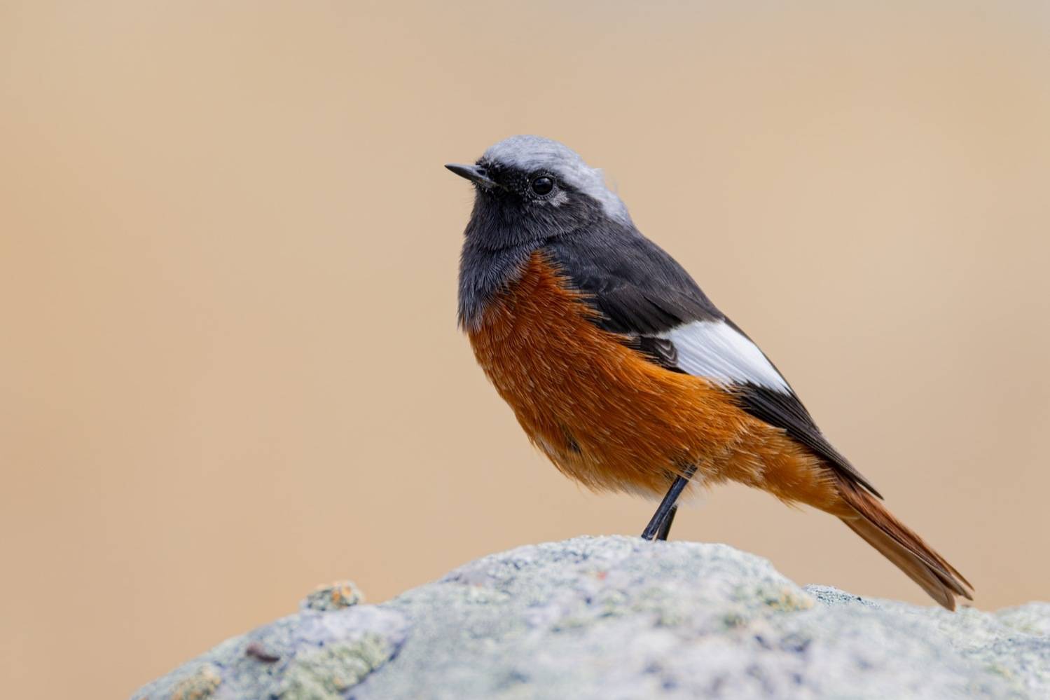 краснобрюхая горихвостка, птицы, горихвостка, алтай, Ruslan Pl