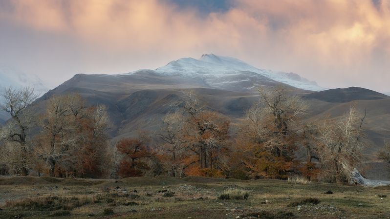 Старый лес устал. Алтай 2024. фото превью