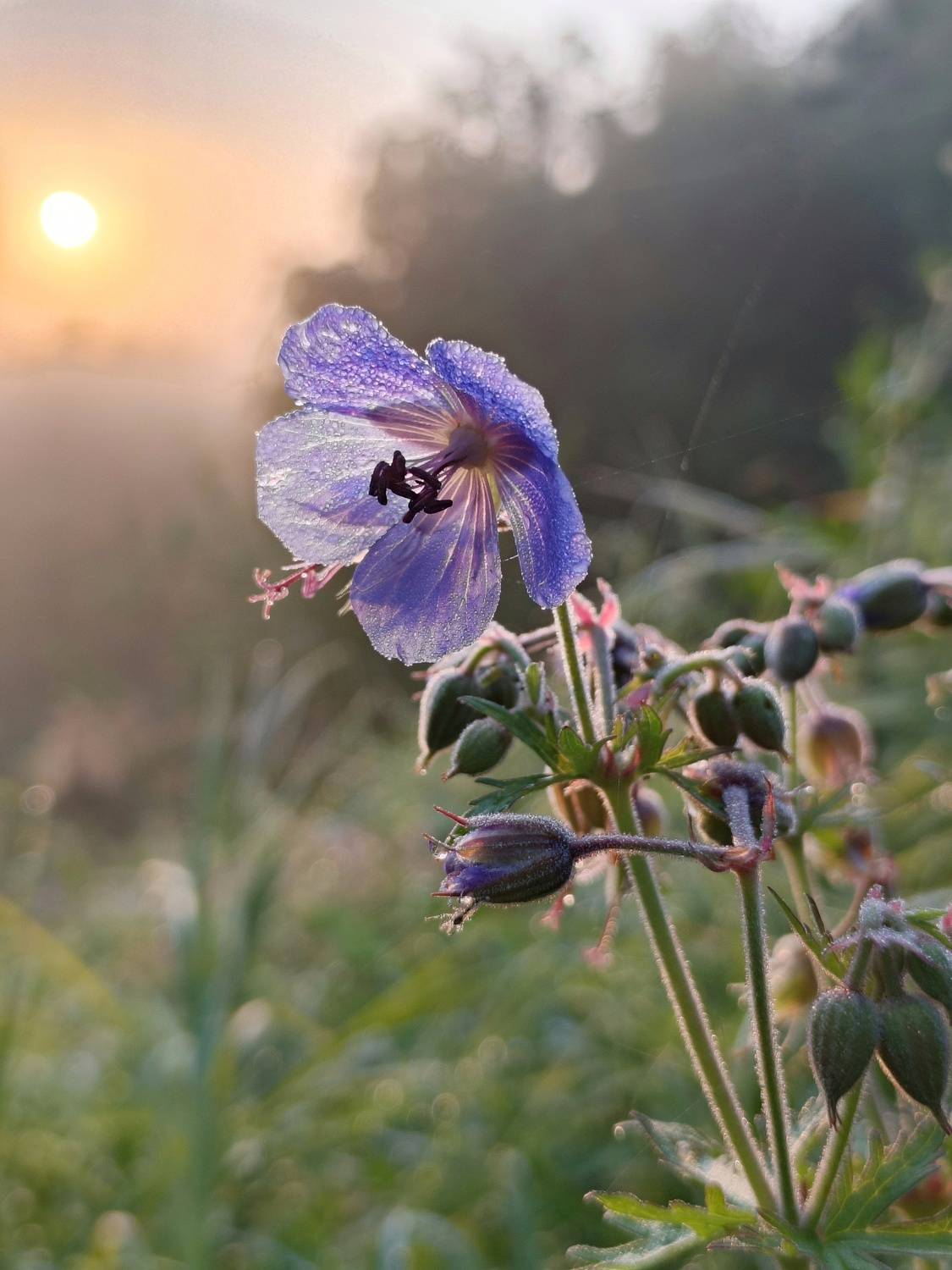 , Кондрашова Светлана